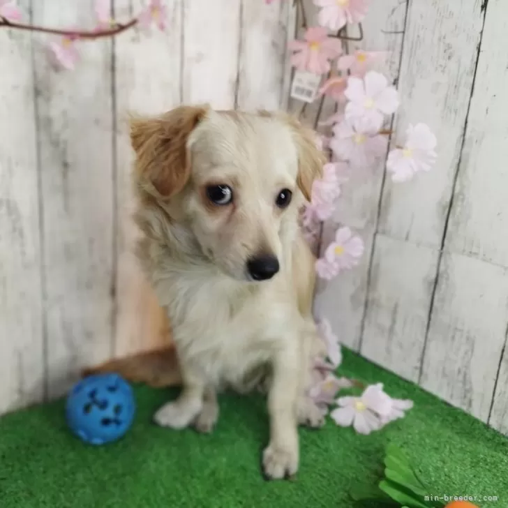 ID：2407-04684の子犬