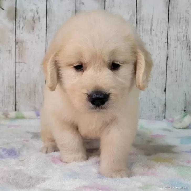 ゴールデンレトリバー【三重県・女の子・2025年9月7日・ゴールド】の写真1