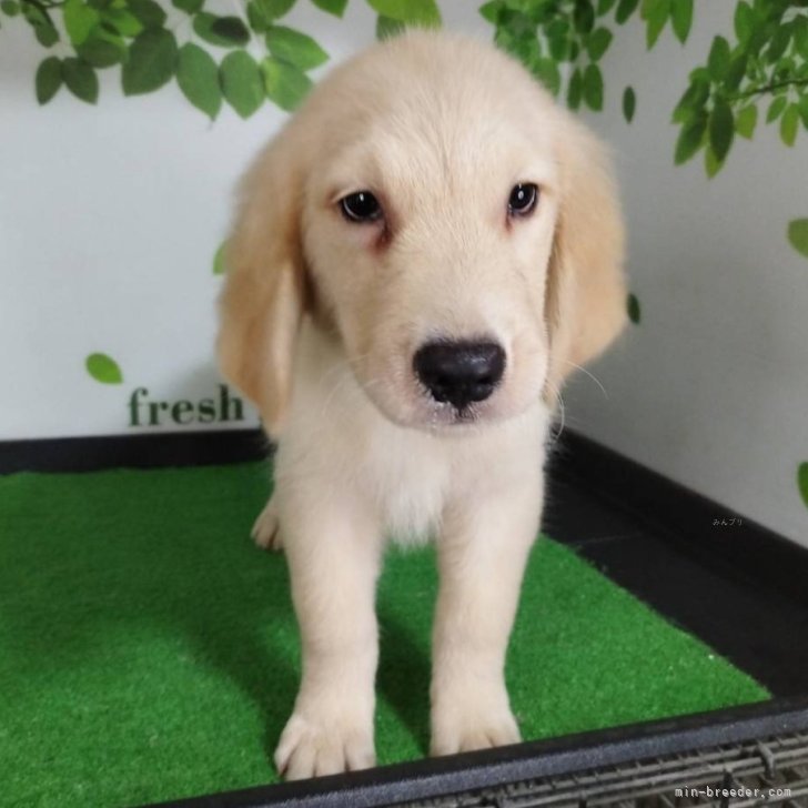 ブリーダー画像