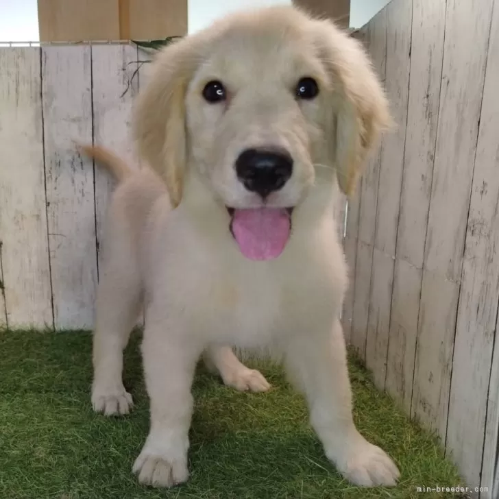 ID：2506-00334の子犬