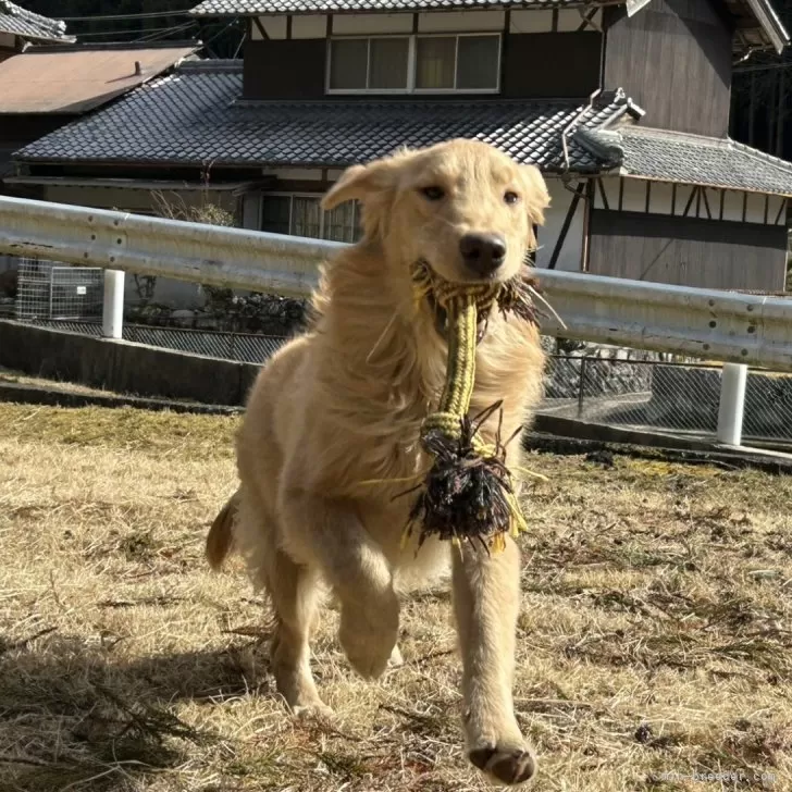 Y.S 様のお迎えした子犬