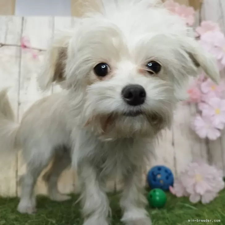 ID：2407-04582の子犬