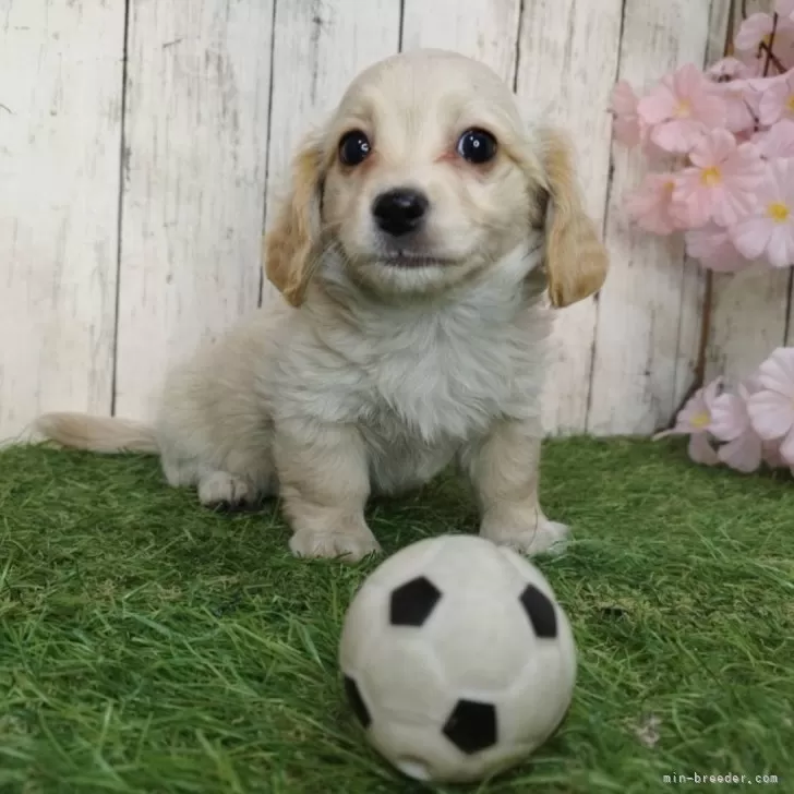 ID：2503-04786の子犬