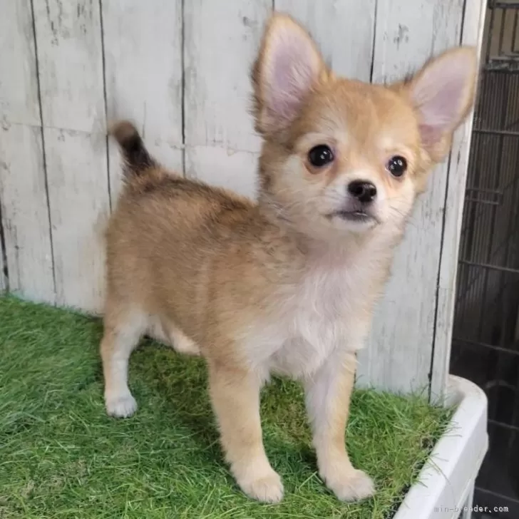 チワワ(ロング)【三重県・女の子・2025年7月28日・レッド】の写真1