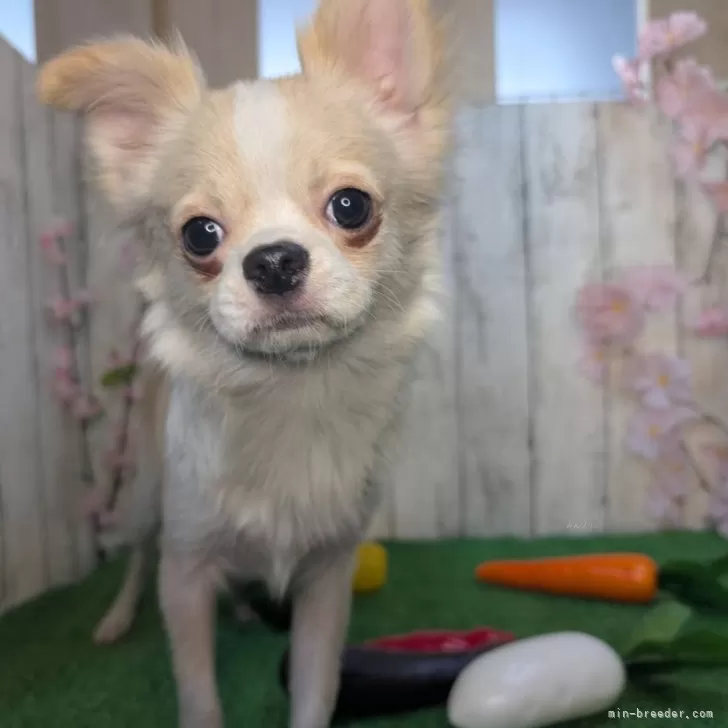 ID：2408-06877の子犬