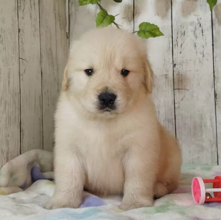 ゴールデンレトリバー【三重県・男の子・2025年11月4日・ゴールド】の写真1