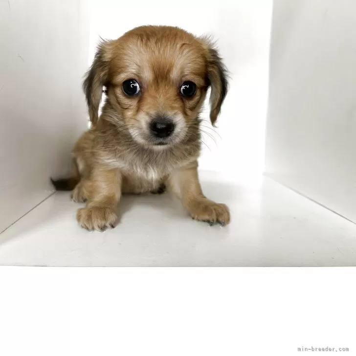 ID：2507-07717の子犬