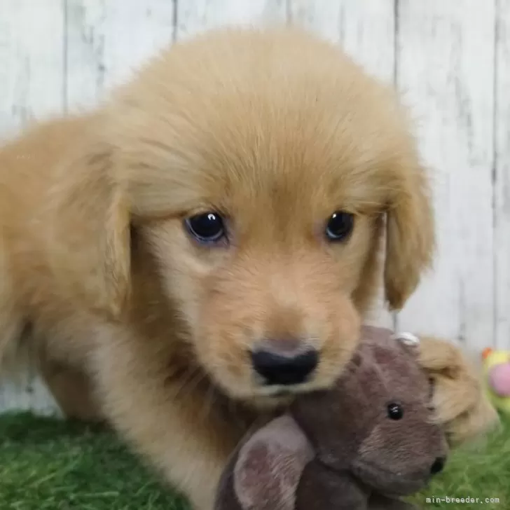 ID：2505-07842の子犬
