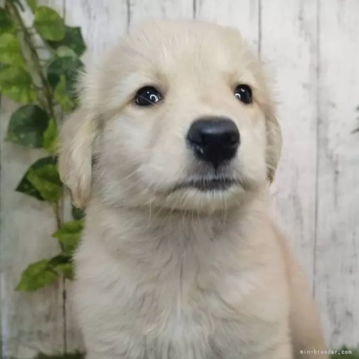 ID:2505-02875の子犬