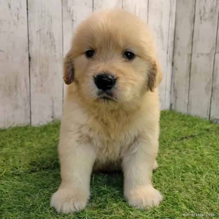 ID:2507-06988の子犬