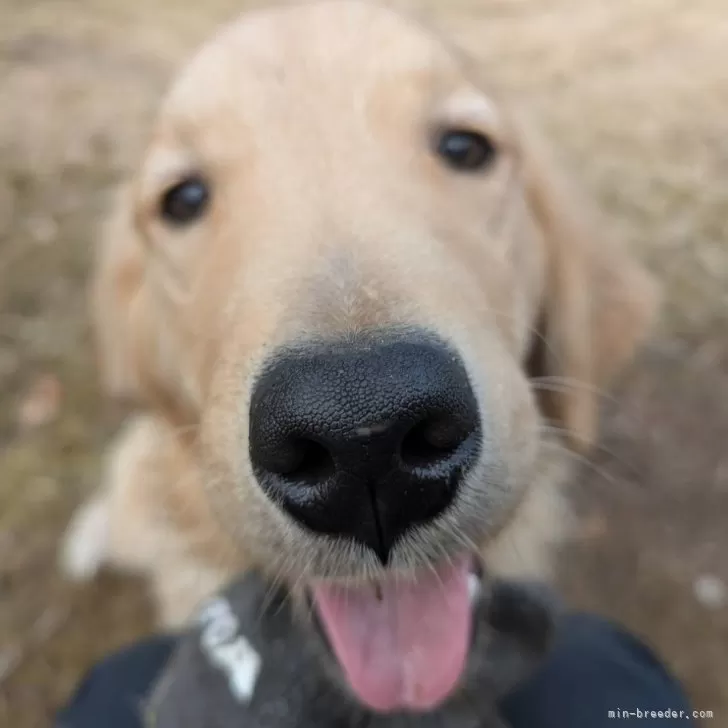 ID:2410-01519の子犬