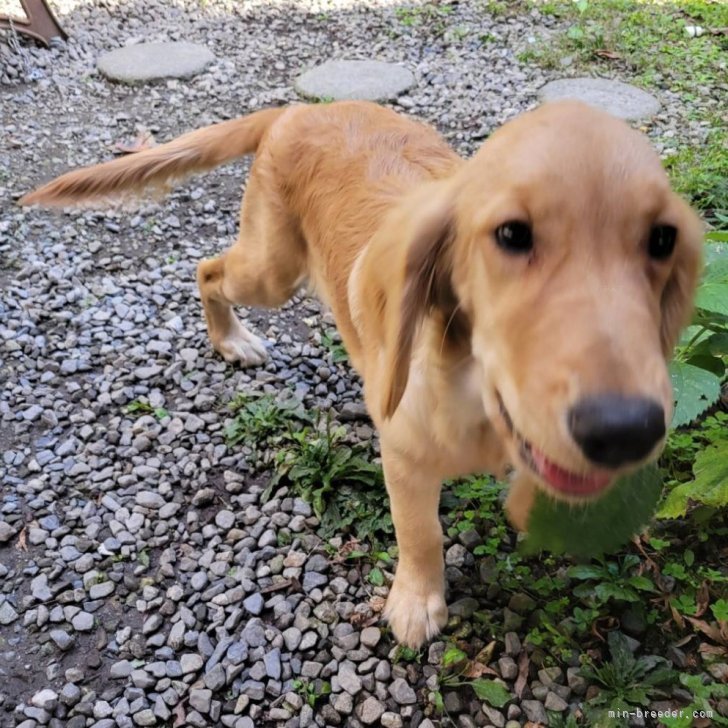 ブリーダー画像