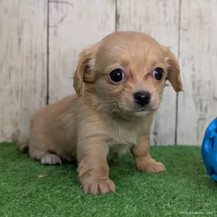 ID：2502-02305の子犬