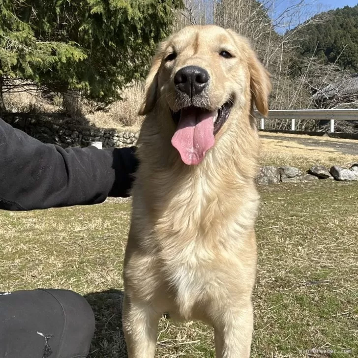 ID:2407-07257の子犬