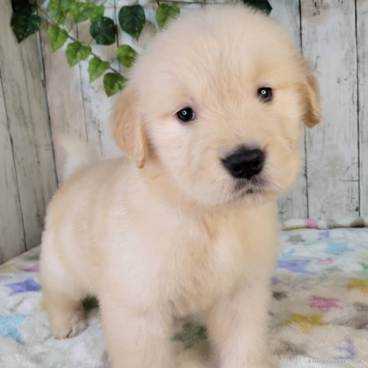 ブリーダー画像