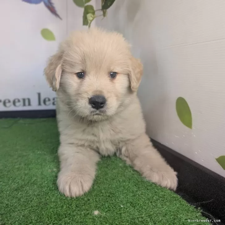 ID：2501-02064の子犬