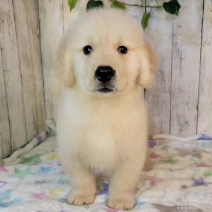 ID：2509-06111の子犬