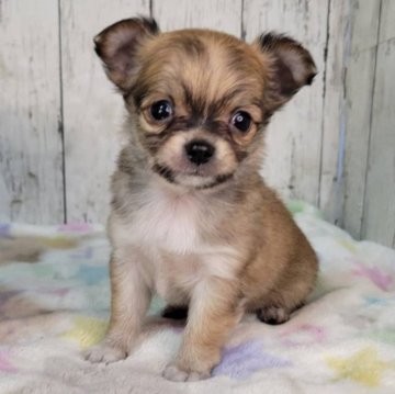 チワワ(ロング)【三重県・男の子・2025年10月30日・レッド】の写真「総額表示💰可愛い男の子♡」