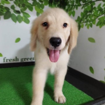 ゴールデンレトリバー【三重県・男の子・2025年7月2日・ゴールド】の写真「総額表示💰可愛い男の子♡」