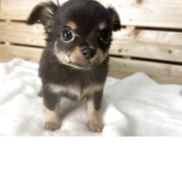 チワワ(ロング)【三重県・男の子・2025年10月24日・ブラックタン】の写真「可愛いお顔の男の子🎵」