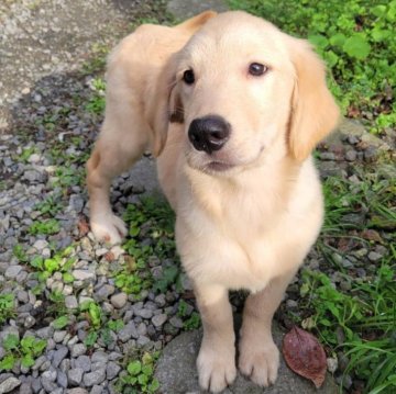 ゴールデンレトリバー【三重県・女の子・2025年7月2日・ゴールド】の写真「総額表示💰可愛い女の子♡♡」