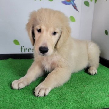 ゴールデンレトリバー【三重県・女の子・2025年7月19日・ゴールド】の写真「総額表示💰可愛い女の子♡」