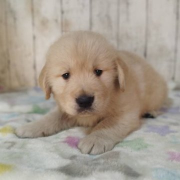 ゴールデンレトリバー【三重県・男の子・2025年11月4日・ゴールド】の写真「お父さんJKCチャンピオン✨可愛い男の子♡」