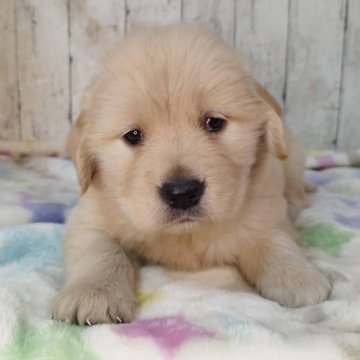 ゴールデンレトリバー【三重県・女の子・2025年11月3日・ゴールド】の写真「お父さんJKCチャンピオン✨可愛い男の子♡」