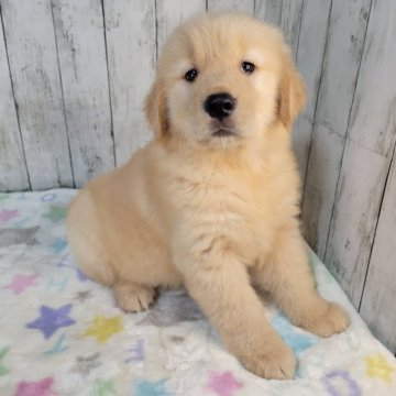 ゴールデンレトリバー【三重県・女の子・2025年9月8日・ゴールド】の写真「父JKCチャンピオン✨骨格の良い女の子♡」