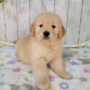 ゴールデンレトリバー【三重県・女の子・2025年10月3日・ゴールド】の写真「総額表示💰可愛い女の子♡」