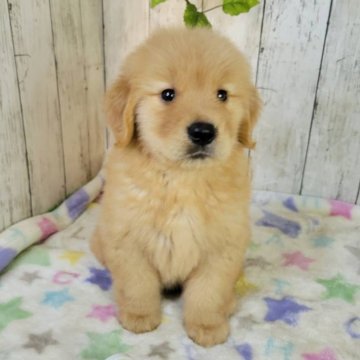 ゴールデンレトリバー【三重県・男の子・2025年8月7日・ゴールド】の写真「総額表示💰可愛い男の子♡」