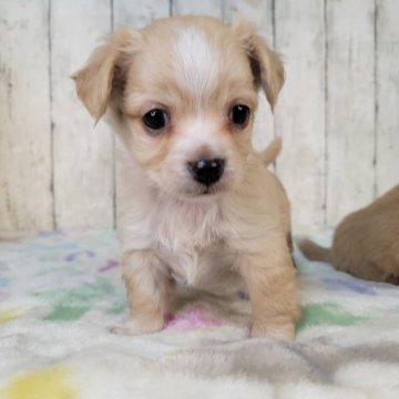 チワックス(チワワ×ダックスフンド)【三重県・男の子・2025年10月5日・オレンジ&ホワイト】の写真「兄弟の中では一番小さく甘えん坊の可愛い男の子です」