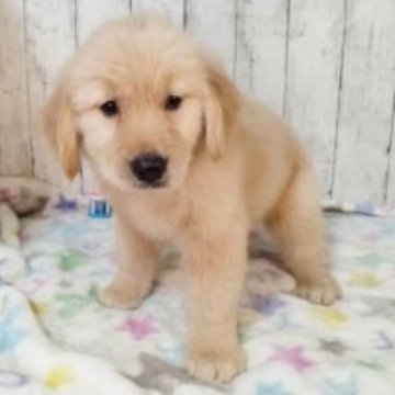 ゴールデンレトリバー【三重県・女の子・2025年9月25日・ゴールド】の写真「総額表示💰父JKCチャンピオン✨可愛い女の子♡」