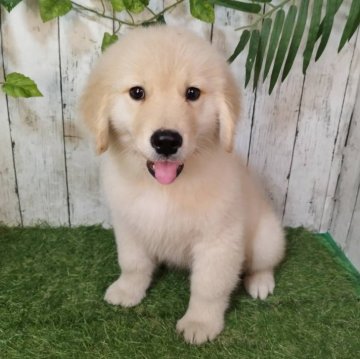 ゴールデンレトリバー【三重県・男の子・2025年9月17日・ゴールド】の写真「総額表示💰父JKCチャンピオン✨可愛い男の子♡」