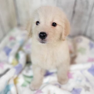 ゴールデンレトリバー【三重県・女の子・2025年7月2日・ゴールド】の写真「総額表示💰可愛い女の子♡♡」