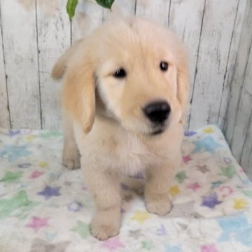 ゴールデンレトリバー【三重県・女の子・2025年9月25日・ゴールド】の写真「総額表示💰父JKCチャンピオン✨可愛い女の子♡」