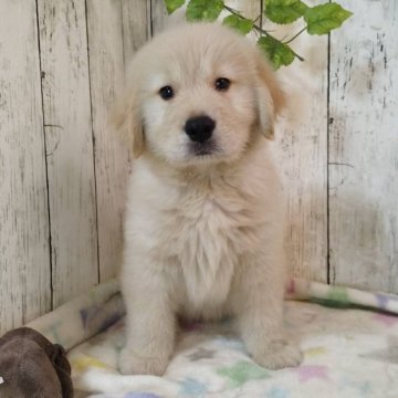 ゴールデンレトリバー【三重県・男の子・2025年8月17日・ゴールド】の写真「総額表示💰可愛い男の子♡」