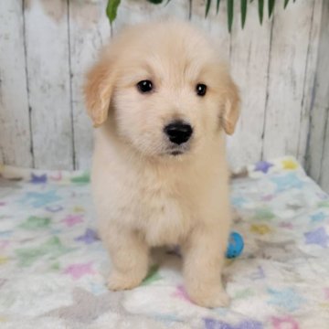 ゴールデンレトリバー【三重県・女の子・2025年10月24日・ゴールド】の写真「お父さんJKCチャンピオン直子良血」