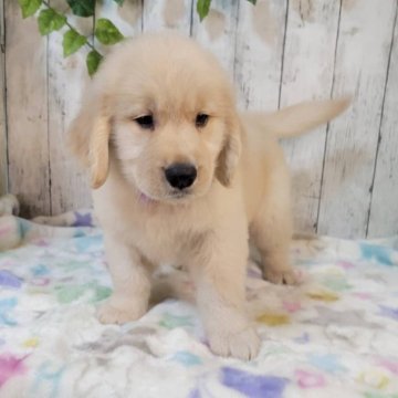 ゴールデンレトリバー【三重県・女の子・2025年9月7日・ゴールド】の写真「父JKCチャンピオン骨格のがっちりした可愛い女の子」