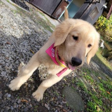 ゴールデンレトリバー【三重県・女の子・2025年7月19日・ゴールド】の写真「総額表示💰可愛い女の子♡」