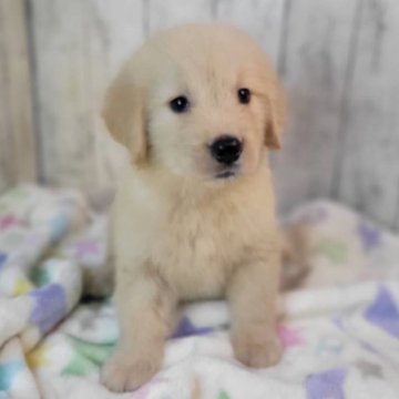ゴールデンレトリバー【三重県・女の子・2025年7月2日・ゴールド】の写真「総額表示💰可愛い女の子♡♡」