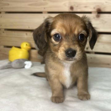 チワックス(チワワ×ダックスフンド)【三重県・男の子・2025年11月5日・ブラウンアンドブラック】の写真「可愛い男の子です♪」