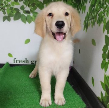 ゴールデンレトリバー【三重県・男の子・2025年7月2日・ゴールド】の写真「総額表示💰可愛い男の子♡」