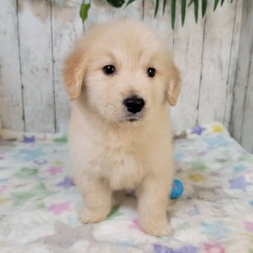 ゴールデンレトリバー【三重県・男の子・2025年10月24日・ゴールド】の写真「お父さんJKCチャンピオン直子良血」