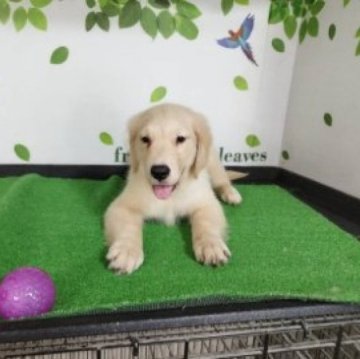 ゴールデンレトリバー【三重県・男の子・2025年7月2日・ゴールド】の写真「総額表示💰可愛い男の子♡」