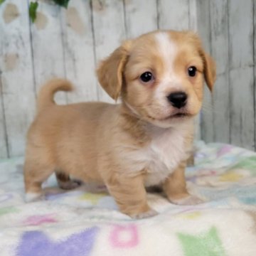 チワックス(チワワ×ダックスフンド)【三重県・男の子・2025年10月5日・オレンジ&ホワイト】の写真「尻尾の先と四本の足先が白く可愛いです」