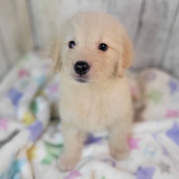 ゴールデンレトリバー【三重県・女の子・2025年7月2日・ゴールド】の写真「総額表示💰可愛い女の子♡♡」