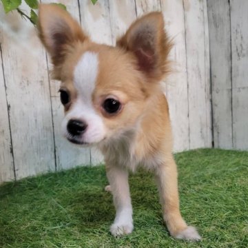 チワワ(ロング)【三重県・男の子・2025年5月1日・レッド&ホワイト】の写真「血統書有‼総額表示‼狂犬病注射済!お散歩できます!」