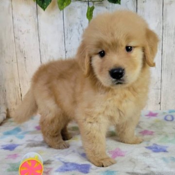 ゴールデンレトリバー【三重県・男の子・2025年8月7日・ゴールド】の写真「総額表示💰可愛い男の子♡」