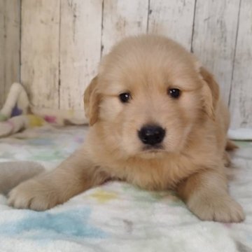 ゴールデンレトリバー【三重県・男の子・2025年11月3日・ゴールド】の写真「お父さんJKCチャンピオン✨可愛い男の子♡」